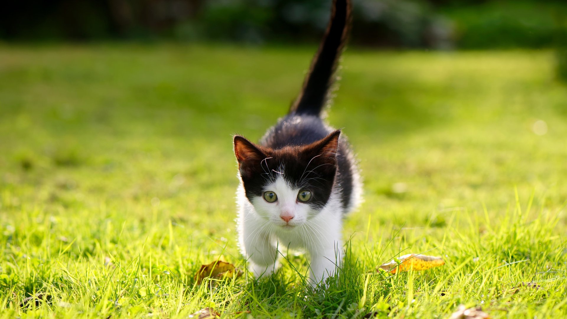 阿劳霍的节奏魔法,英超争冠之夜,他如何成为全场唯一的主宰者?